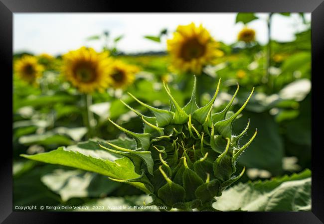 Sunflowers Framed Print by Sergio Delle Vedove