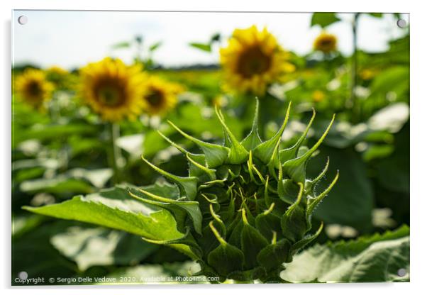 Sunflowers Acrylic by Sergio Delle Vedove