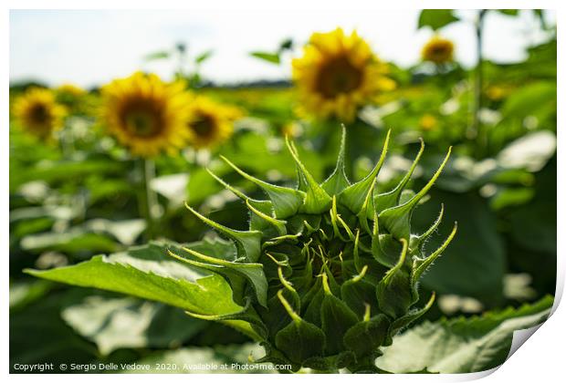 Sunflowers Print by Sergio Delle Vedove