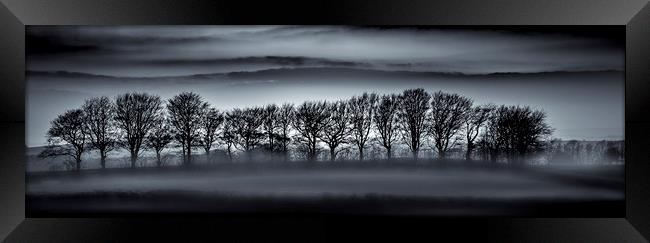 Tree Silhouettes in Mist Framed Print by Mick Blakey