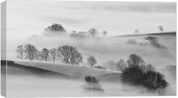 Trees in Mist  Canvas Print by Mick Blakey