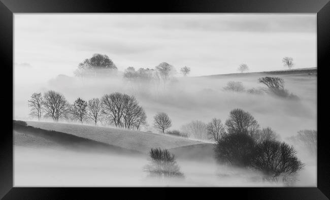 Trees in Mist  Framed Print by Mick Blakey