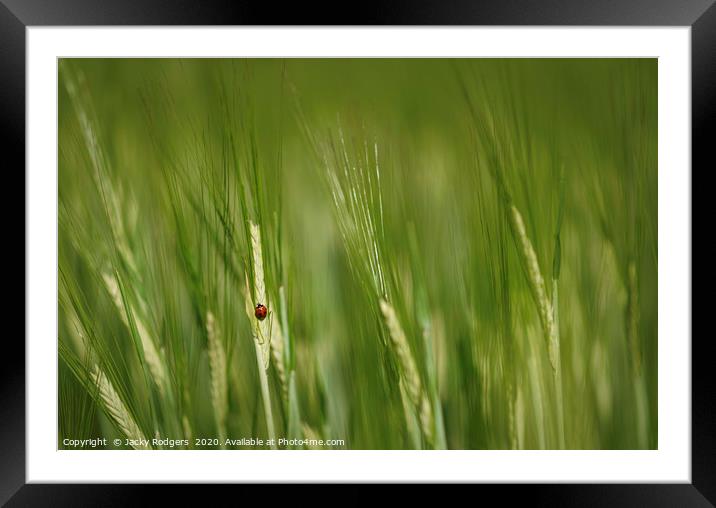 Ladybird in a cornfield Framed Mounted Print by Jacky rodgers