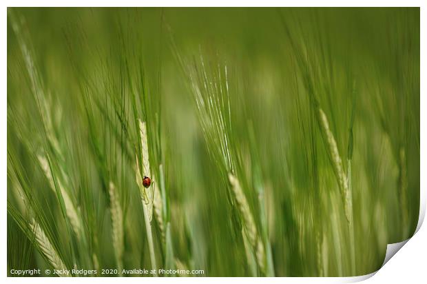Ladybird in a cornfield Print by Jacky rodgers