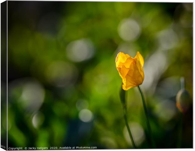 Yellow Poppy with bokeh Canvas Print by Jacky rodgers