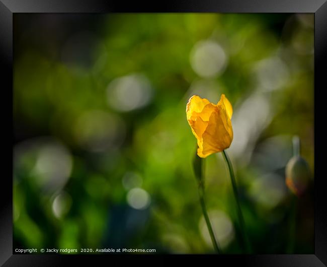 Yellow Poppy with bokeh Framed Print by Jacky rodgers