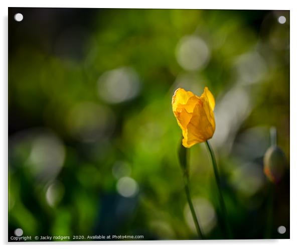 Yellow Poppy with bokeh Acrylic by Jacky rodgers