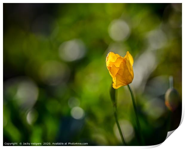 Yellow Poppy with bokeh Print by Jacky rodgers
