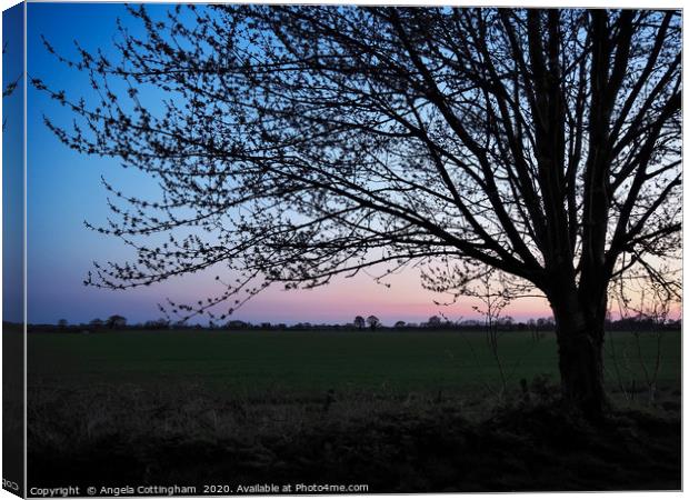 Tree Just After Sunset Canvas Print by Angela Cottingham