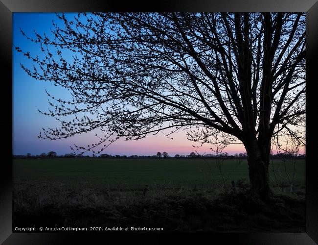 Tree Just After Sunset Framed Print by Angela Cottingham