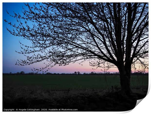 Tree Just After Sunset Print by Angela Cottingham