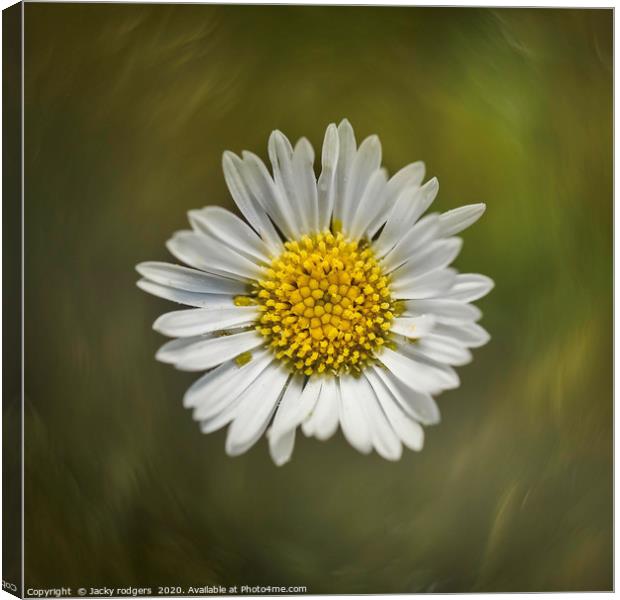 Daisy flower close up Canvas Print by Jacky rodgers