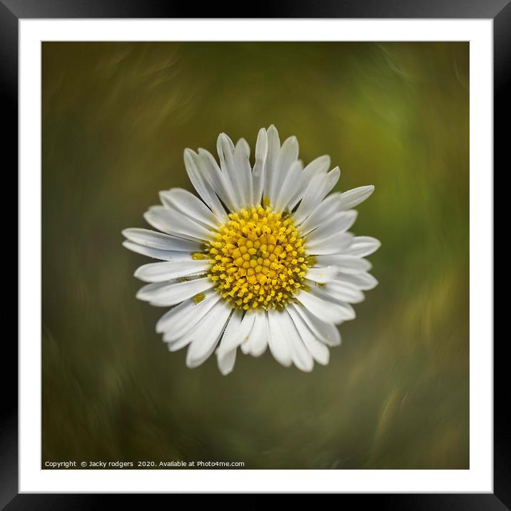 Daisy flower close up Framed Mounted Print by Jacky rodgers