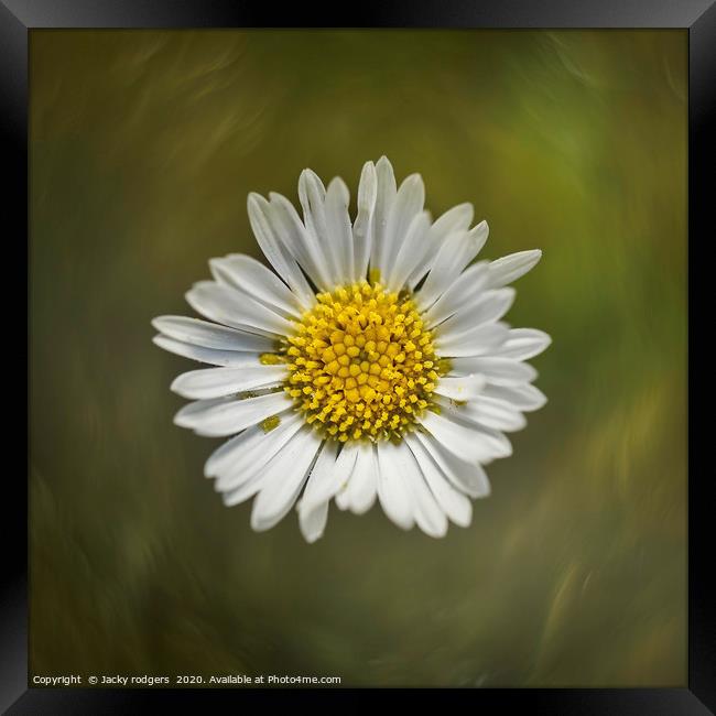 Daisy flower close up Framed Print by Jacky rodgers