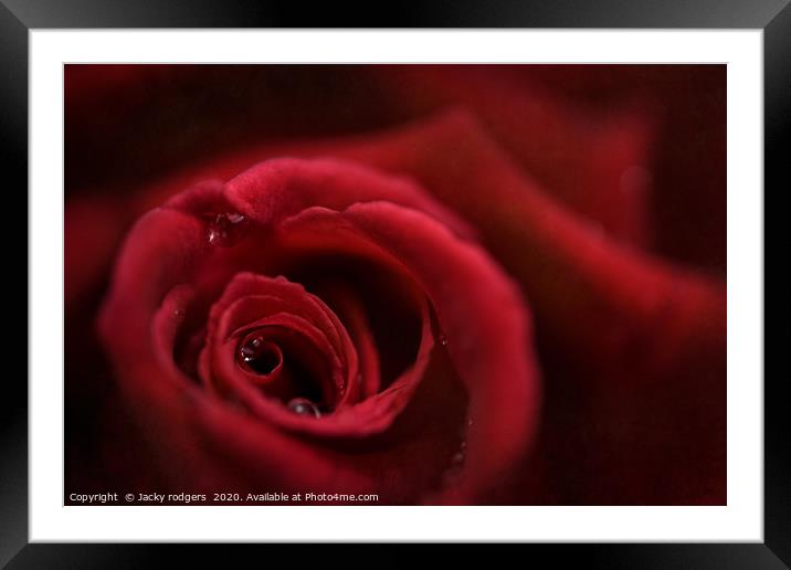 Red rose with raindrops Framed Mounted Print by Jacky rodgers