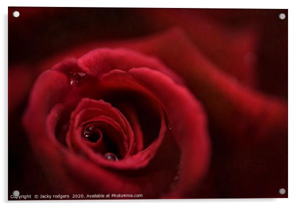 Red rose with raindrops Acrylic by Jacky rodgers