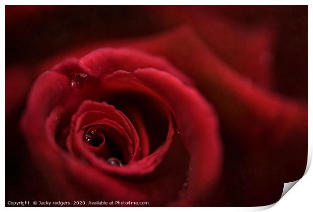 Red rose with raindrops Print by Jacky rodgers