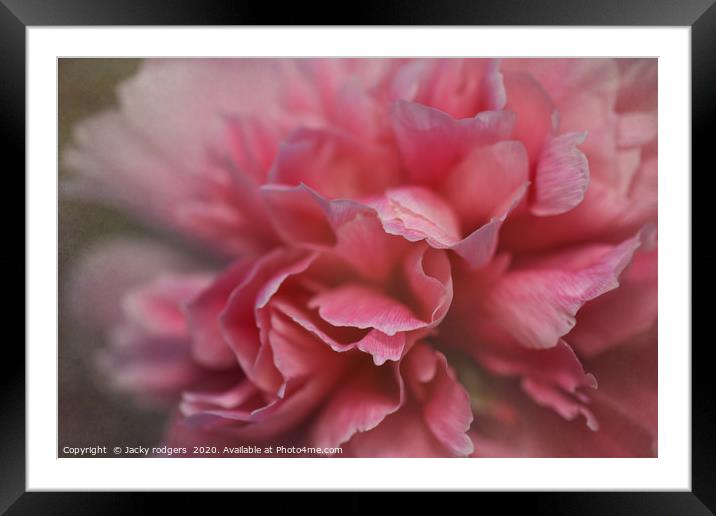 Pink peony flower close up Framed Mounted Print by Jacky rodgers