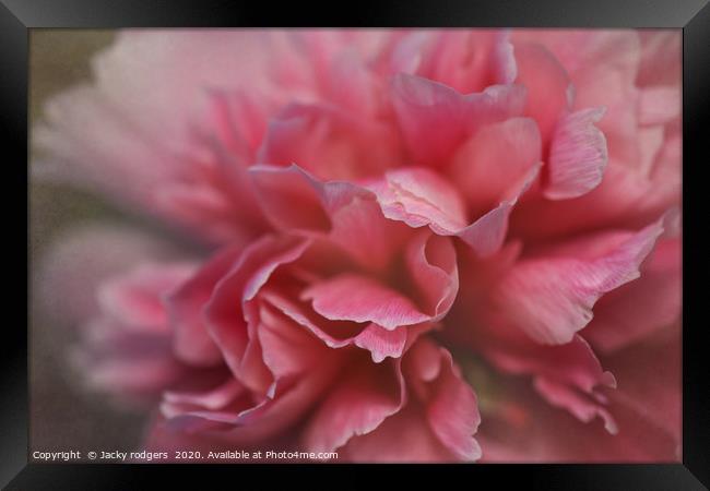 Pink peony flower close up Framed Print by Jacky rodgers