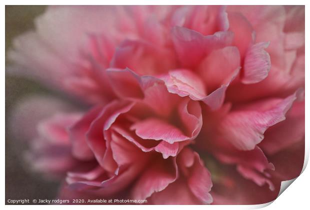 Pink peony flower close up Print by Jacky rodgers
