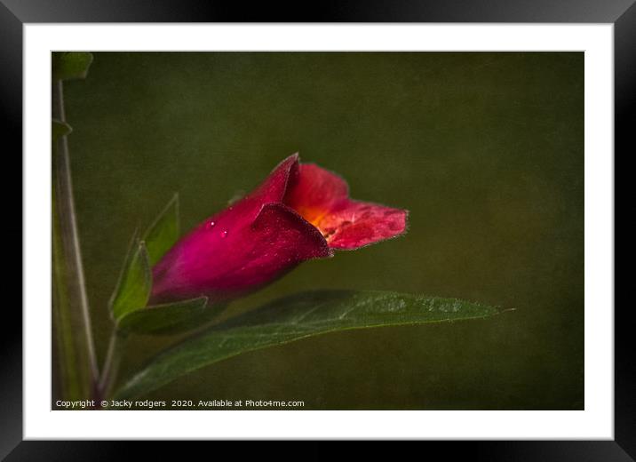 Foxglove flower with raindrops Framed Mounted Print by Jacky rodgers