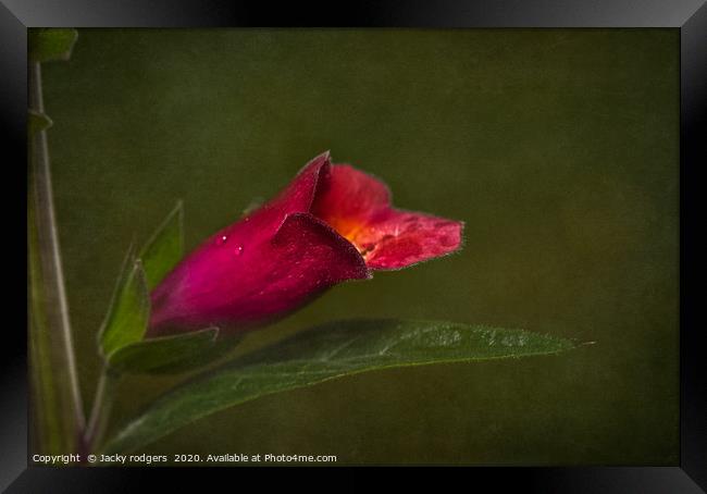 Foxglove flower with raindrops Framed Print by Jacky rodgers