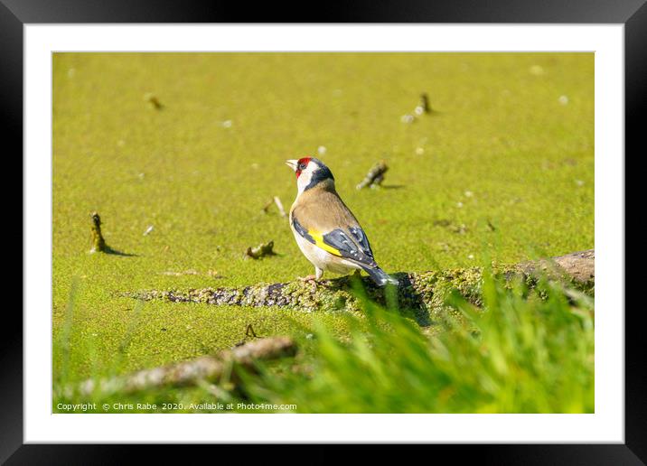 European Goldfinch Framed Mounted Print by Chris Rabe