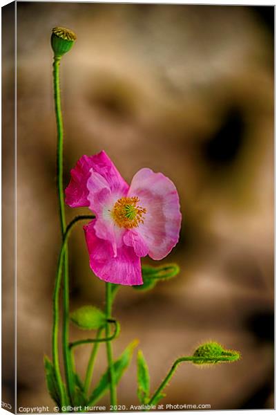 Pink Poppy Canvas Print by Gilbert Hurree