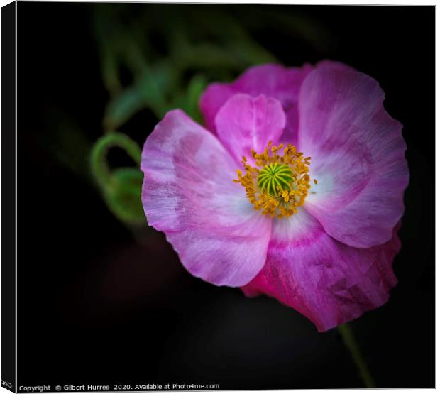 Vibrant Poppy's Springtime Bloom Canvas Print by Gilbert Hurree