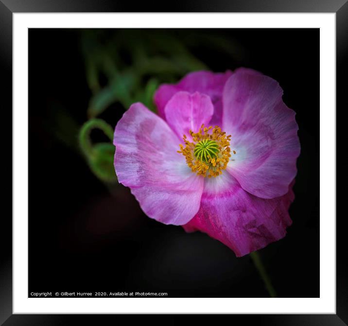 Vibrant Poppy's Springtime Bloom Framed Mounted Print by Gilbert Hurree
