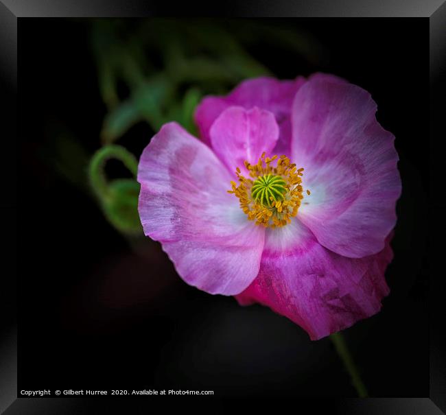 Vibrant Poppy's Springtime Bloom Framed Print by Gilbert Hurree