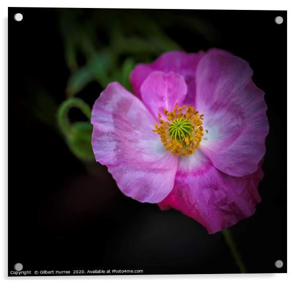 Vibrant Poppy's Springtime Bloom Acrylic by Gilbert Hurree