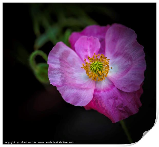 Vibrant Poppy's Springtime Bloom Print by Gilbert Hurree