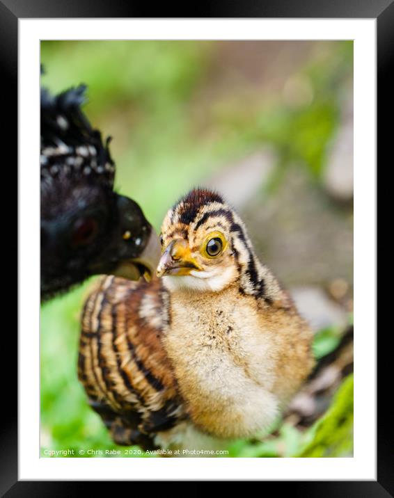 Great Curassow female with chick Framed Mounted Print by Chris Rabe