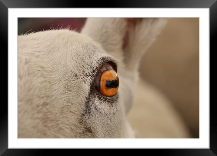 The Soulful Eye of a Majestic Sheep Framed Mounted Print by Simon Marlow