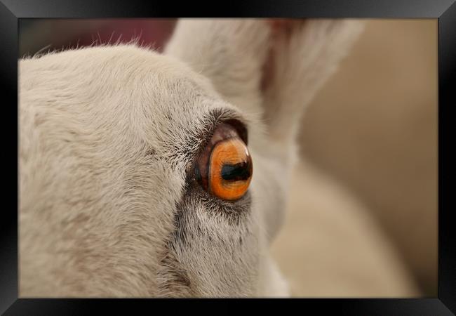 The Soulful Eye of a Majestic Sheep Framed Print by Simon Marlow