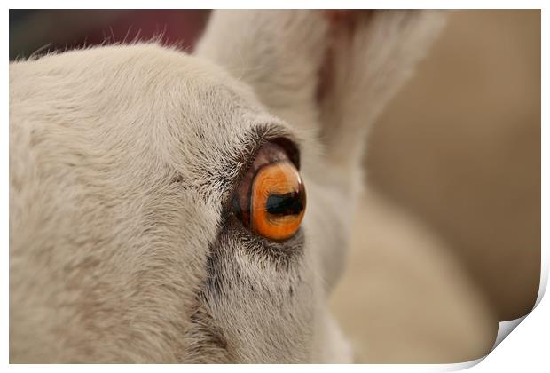 The Soulful Eye of a Majestic Sheep Print by Simon Marlow