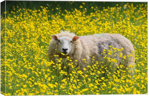 Sheep stood in a field of Daisies Canvas Print by Simon Marlow