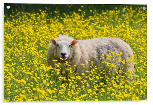 Sheep stood in a field of Daisies Acrylic by Simon Marlow