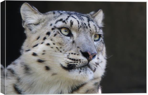 Graceful Snow Leopard Stares into Your Soul Canvas Print by Simon Marlow