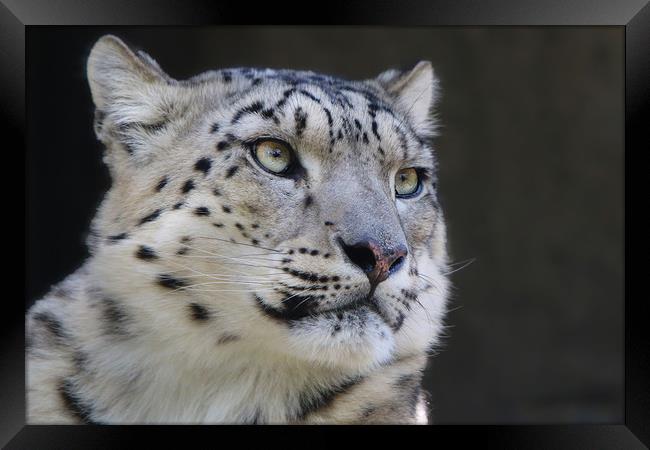 Graceful Snow Leopard Stares into Your Soul Framed Print by Simon Marlow