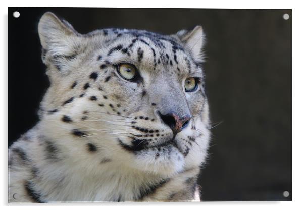Graceful Snow Leopard Stares into Your Soul Acrylic by Simon Marlow