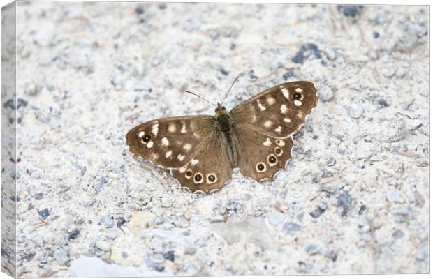 Speckled Wood Butterfly on a light background Canvas Print by Simon Marlow
