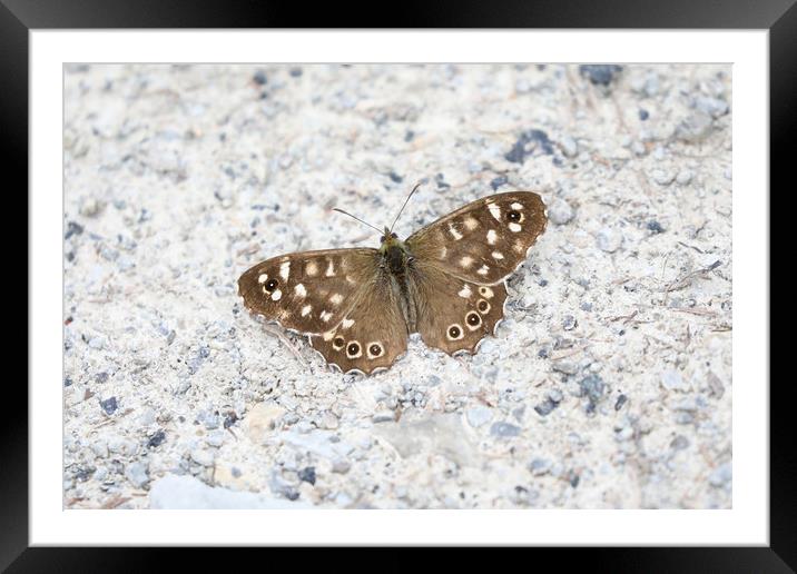 Speckled Wood Butterfly on a light background Framed Mounted Print by Simon Marlow
