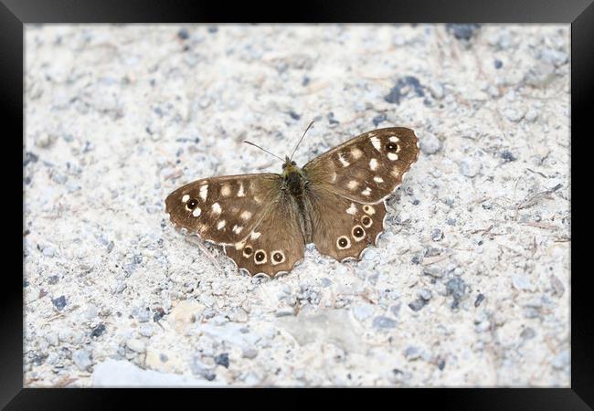 Speckled Wood Butterfly on a light background Framed Print by Simon Marlow
