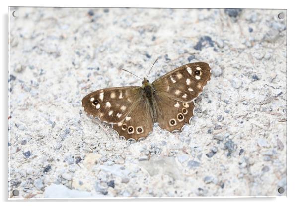 Speckled Wood Butterfly on a light background Acrylic by Simon Marlow