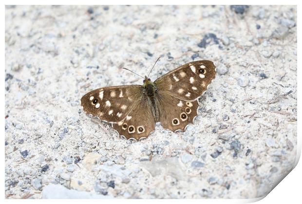 Speckled Wood Butterfly on a light background Print by Simon Marlow