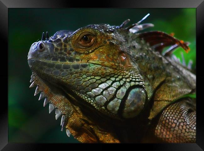 Iguana Framed Print by Paul Piciu-Horvat