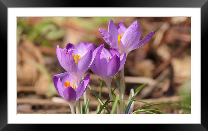 Colourful Crocus Symphony Framed Mounted Print by Simon Marlow
