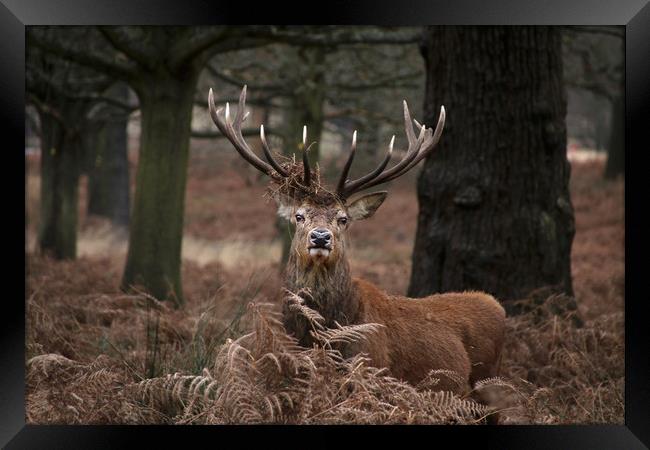 Majestic Stag in the forest Framed Print by Simon Marlow